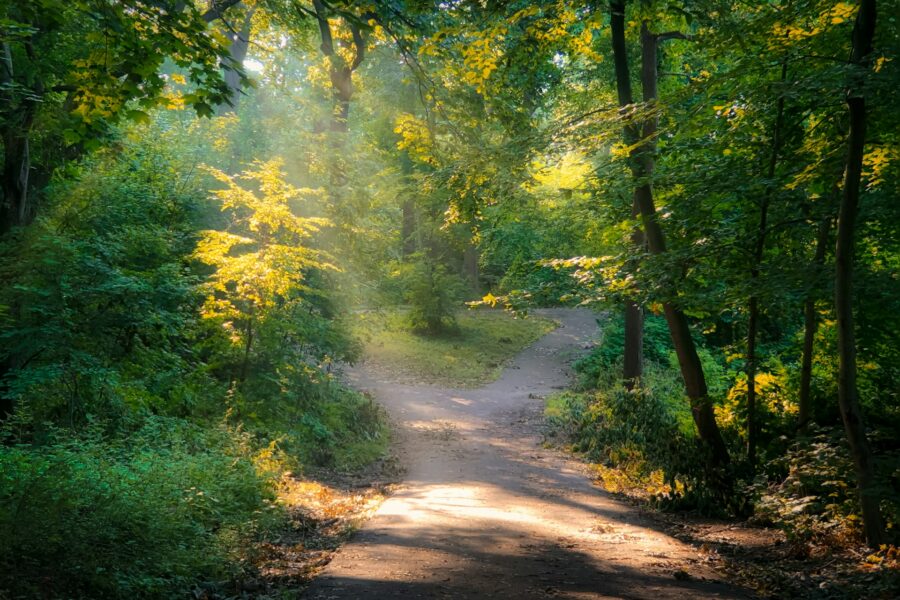 Behavioral Addictions: When the Reward System Takes Over